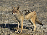 ̃XgCvJackal